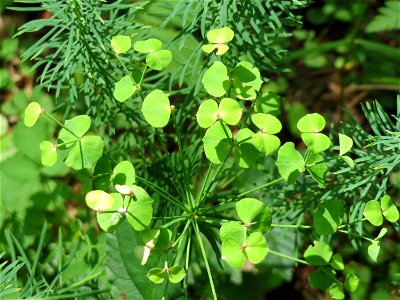 Zypressen-Wolfsmilch (Euphorbia cyparissias) in der Schwetzinger Hardt
