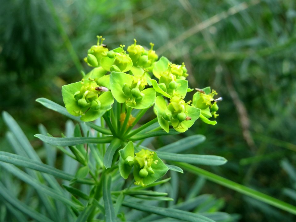 Zypressen-Wolfsmilch (Euphorbia cyparissias) an einem Randstreifen der Rheinbahn in der Schwetzinger Hardt mit binnendünenartiger Vegetation - neigt im Spätsommer oft zu einer zweiten Blüte