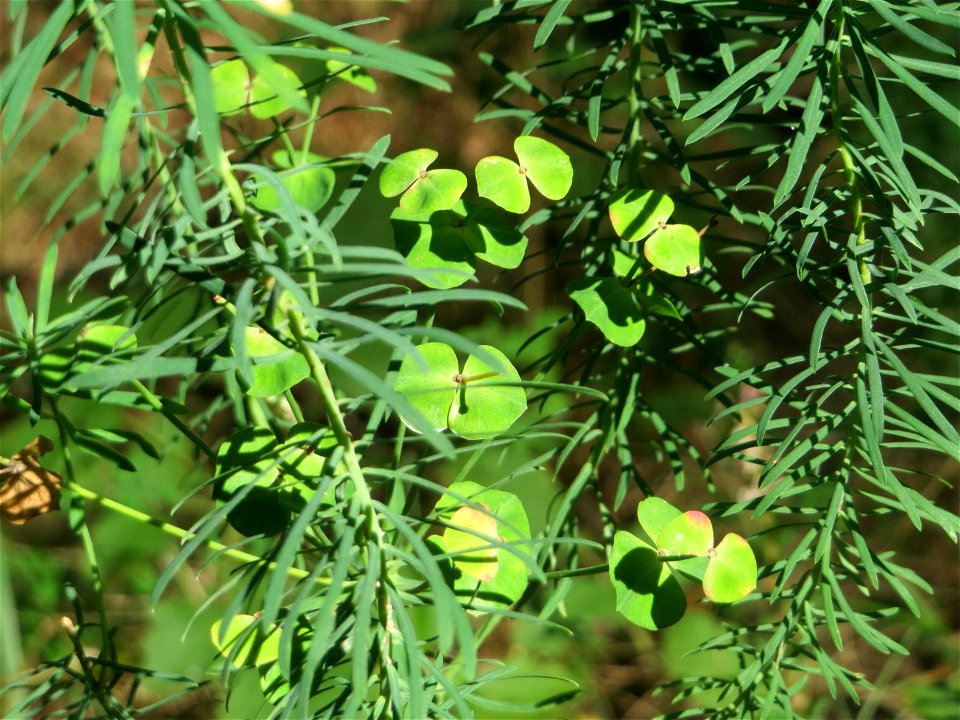 Zypressen-Wolfsmilch (Euphorbia cyparissias) in der Schwetzinger Hardt an einem Randstreifen der Bahnstrecke Mannheim-Karlsruhe