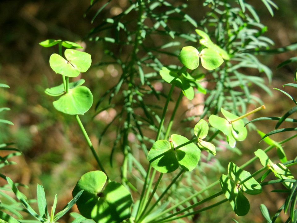 Zypressen-Wolfsmilch (Euphorbia cyparissias) in der Schwetzinger Hardt an einem Randstreifen der Bahnstrecke Mannheim-Karlsruhe