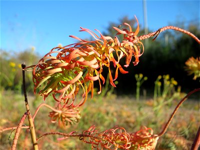 Zypressen-Wolfsmilch (Euphorbia cyparissias) in der Schwetzinger Hardt