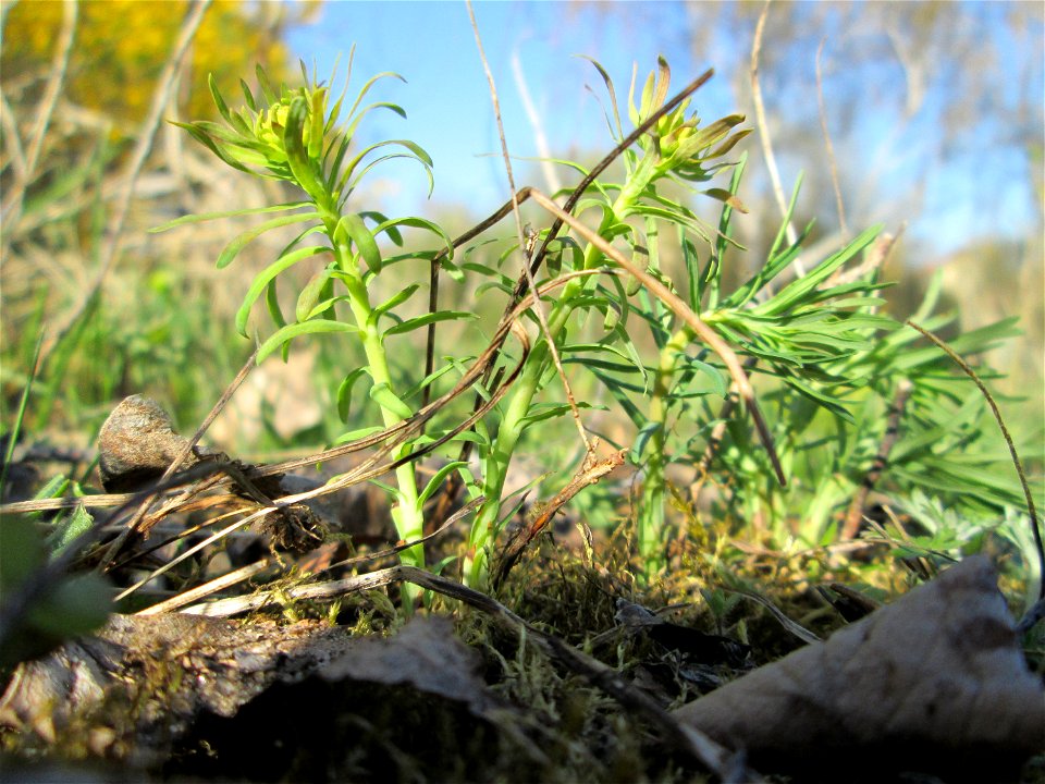 Erste Zypressen-Wolfsmilch (Euphorbia cyparissias) auf einer Streuobstwiese in Hockenheim