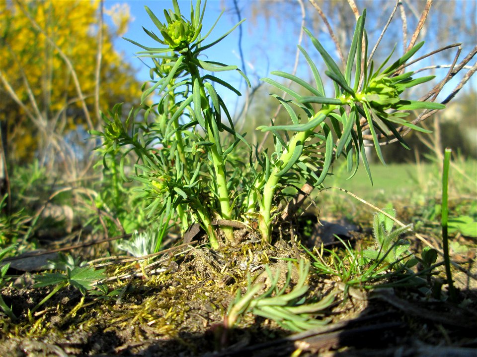Erste Zypressen-Wolfsmilch (Euphorbia cyparissias) auf einer Streuobstwiese in Hockenheim