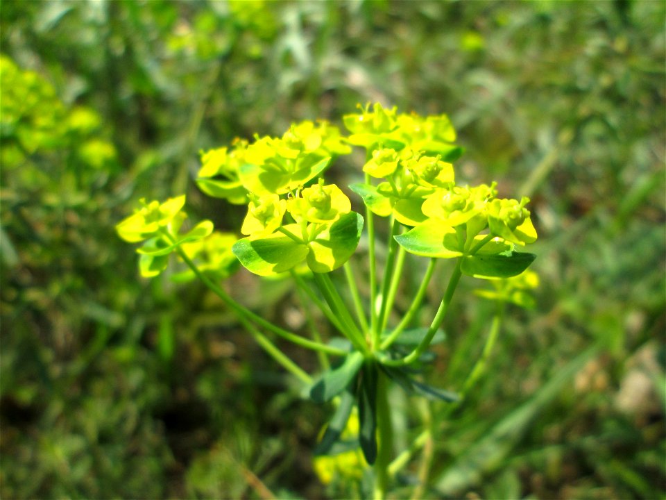 Zypressen-Wolfsmilch (Euphorbia cyparissias) in der Schwetzinger Hardt nahe der A61