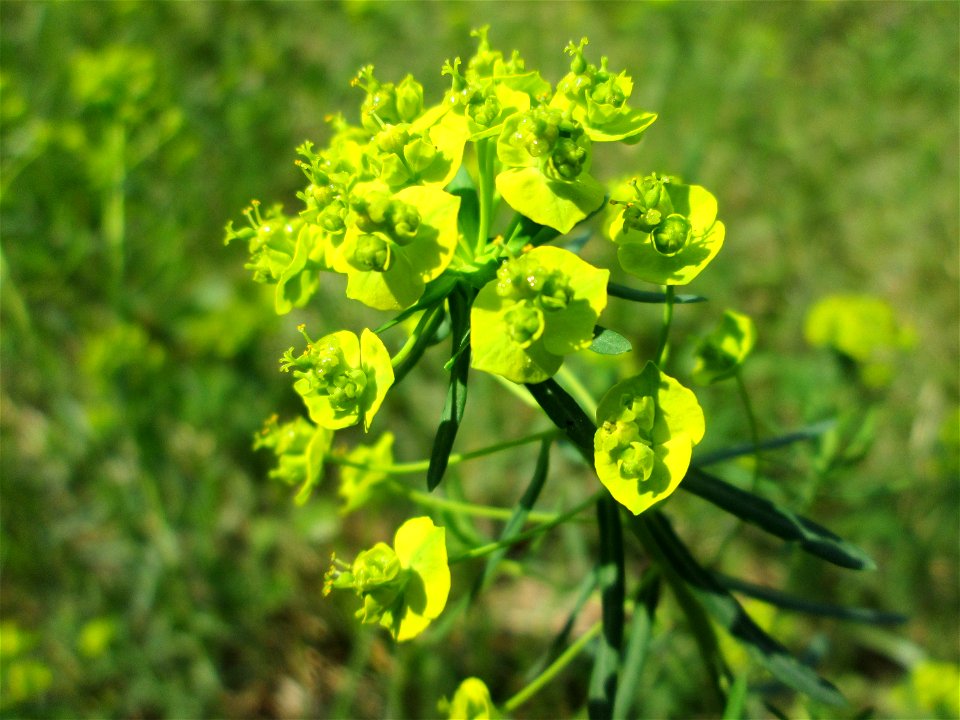 Zypressen-Wolfsmilch (Euphorbia cyparissias) in der Schwetzinger Hardt nahe der A61
