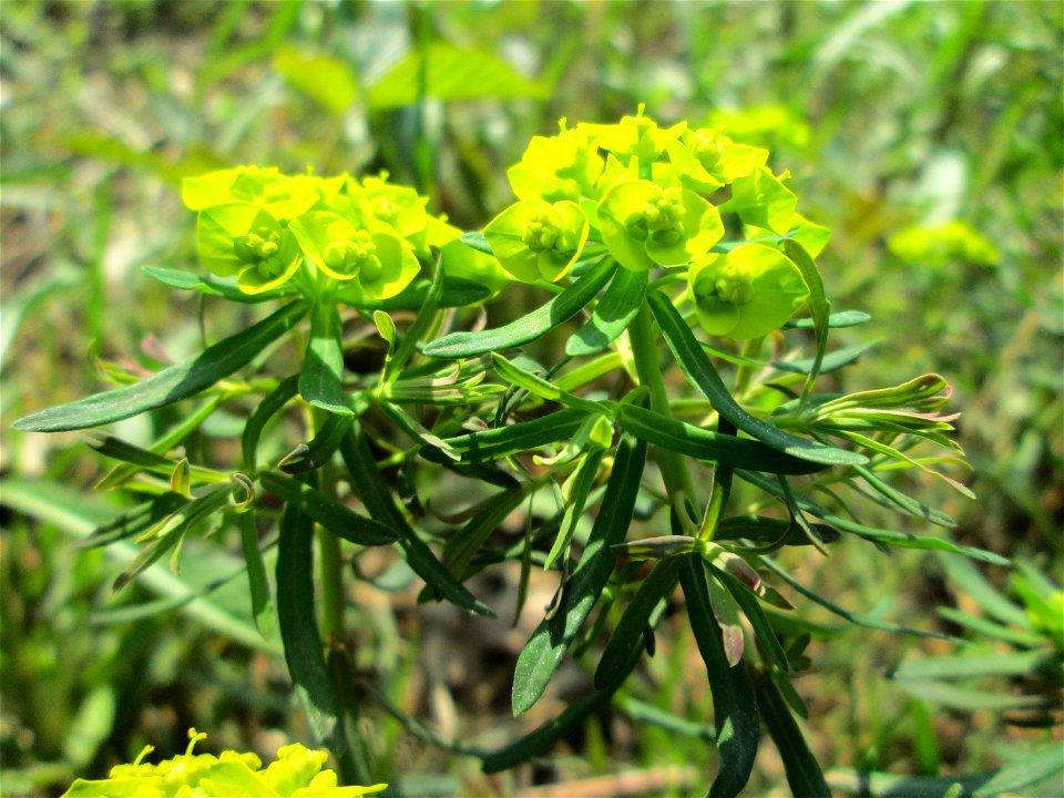 Zypressen-Wolfsmilch (Euphorbia cyparissias) in der Schwetzinger Hardt nahe der A61