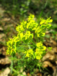 Zypressen-Wolfsmilch (Euphorbia cyparissias) in der Schwetzinger Hardt