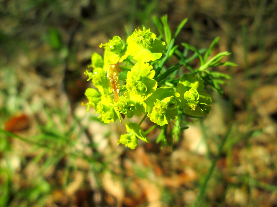 Zypressen-Wolfsmilch (Euphorbia cyparissias) in der Schwetzinger Hardt