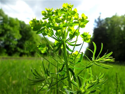 Zypressen-Wolfsmilch (Euphorbia cyparissias) am Bahndamm in der Schwetzinger Hardt