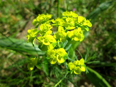 Zypressen-Wolfsmilch (Euphorbia cyparissias) am Bahndamm in der Schwetzinger Hardt