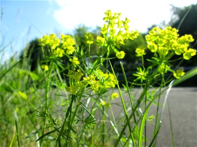 Zypressen-Wolfsmilch (Euphorbia cyparissias) im Landschaftsschutsgebiet „Saalbachniederung“ bei Hambrücken
