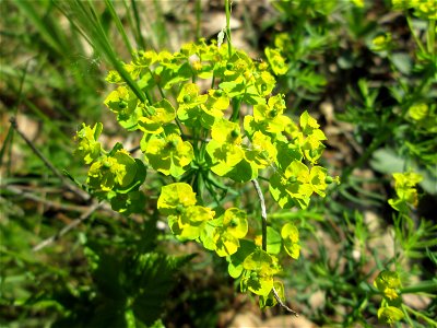 Zypressen-Wolfsmilch (Euphorbia cyparissias) im Landschaftsschutsgebiet „Saalbachniederung“ bei Hambrücken
