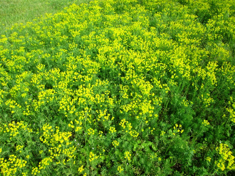 Zypressen-Wolfsmilch (Euphorbia cyparissias) - großflächig auf einer Streuobstwiese in Hockenheim