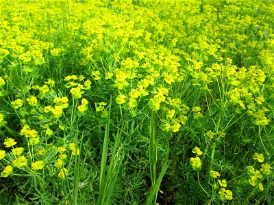 Zypressen-Wolfsmilch (Euphorbia cyparissias) - großflächig auf einer Streuobstwiese in Hockenheim