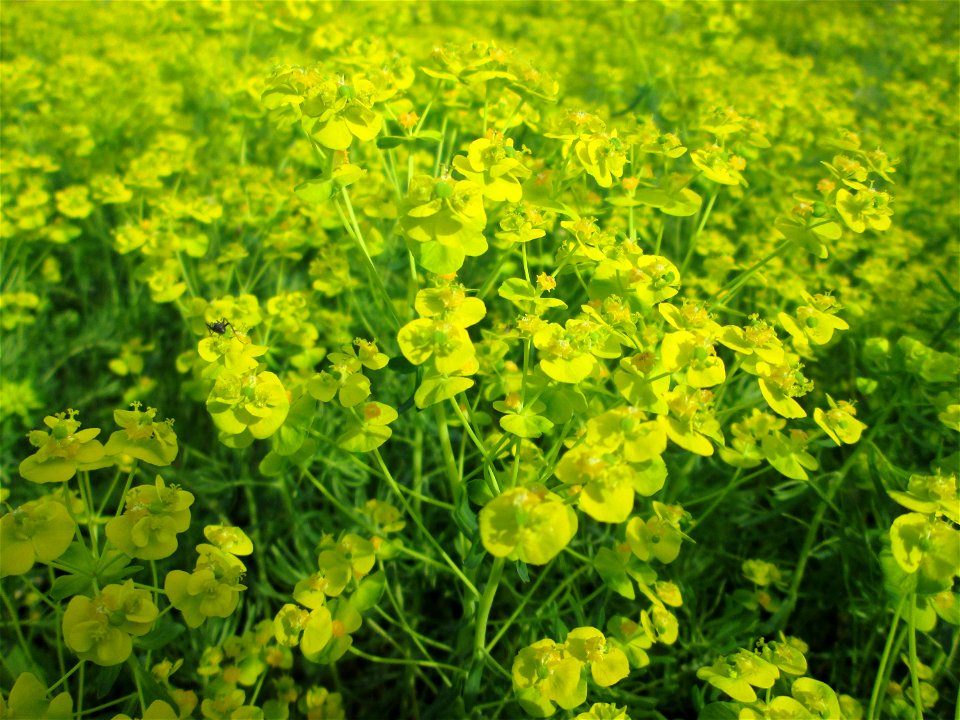 Zypressen-Wolfsmilch (Euphorbia cyparissias) - großflächig auf einer Streuobstwiese in Hockenheim