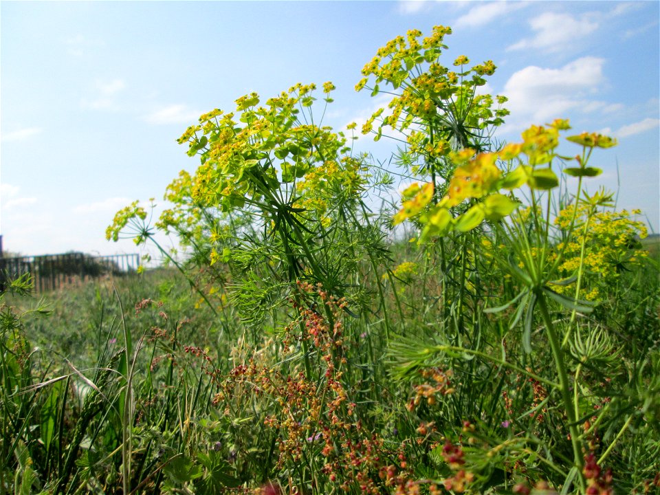 Zypressen-Wolfsmilch (Euphorbia cyparissias) am Hochwasserrückhaltebecken im Naturschutzgebiet „Bachwiesen/Leopoldswiesen“ im Hockenheimer Rheinbogen