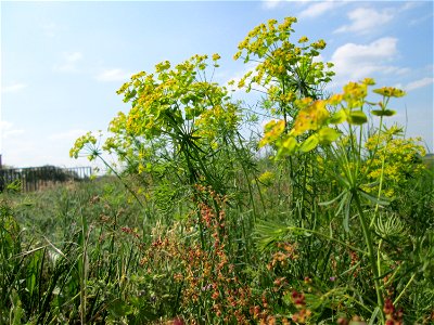 Zypressen-Wolfsmilch (Euphorbia cyparissias) am Hochwasserrückhaltebecken im Naturschutzgebiet „Bachwiesen/Leopoldswiesen“ im Hockenheimer Rheinbogen