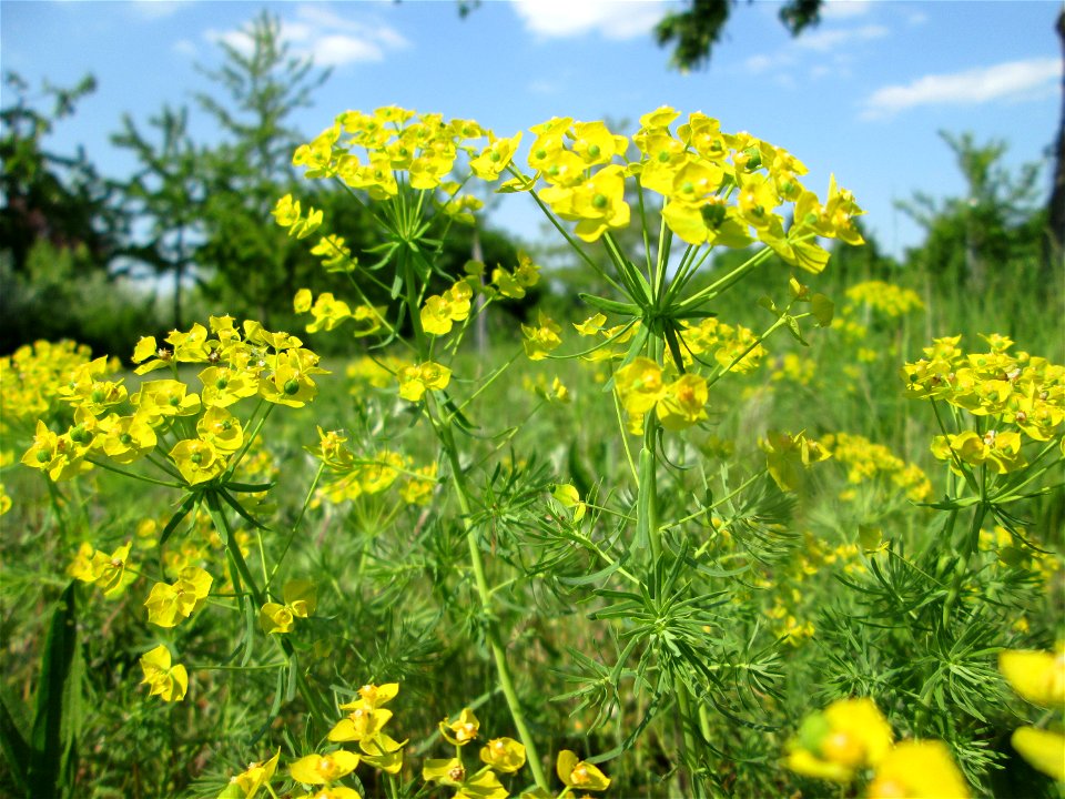Zypressen-Wolfsmilch (Euphorbia cyparissias) auf einer Streuobstwiese in Hockenheim