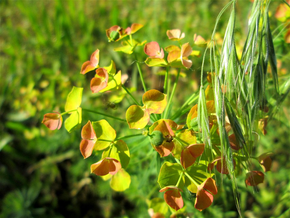 Zypressen-Wolfsmilch (Euphorbia cyparissias) auf einer Streuobstwiese in Hockenheim
