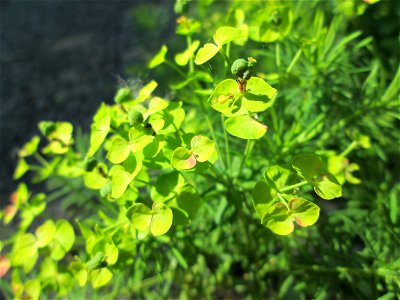 Zypressen-Wolfsmilch (Euphorbia cyparissias) im Naturschutzgebiet „Ketscher Rheininsel“