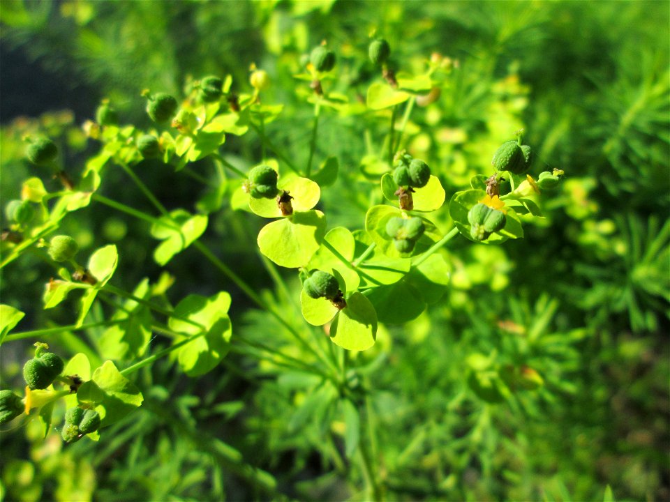 Zypressen-Wolfsmilch (Euphorbia cyparissias) im Naturschutzgebiet „Ketscher Rheininsel“