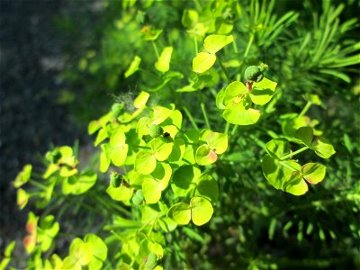 Zypressen-Wolfsmilch (Euphorbia cyparissias) im Naturschutzgebiet „Ketscher Rheininsel“