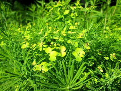 Zypressen-Wolfsmilch (Euphorbia cyparissias) im Naturschutzgebiet „Ketscher Rheininsel“