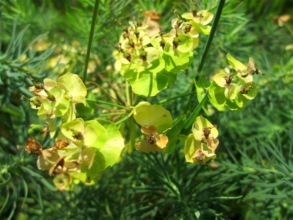 Zypressen-Wolfsmilch (Euphorbia cyparissias) in der Schwetzinger Hardt
