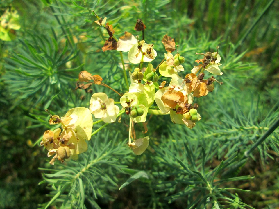 Zypressen-Wolfsmilch (Euphorbia cyparissias) in der Schwetzinger Hardt