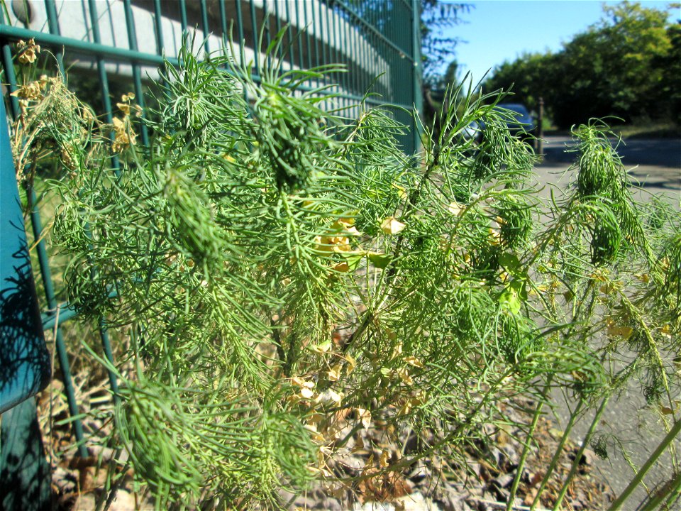 Zypressen-Wolfsmilch (Euphorbia cyparissias) in Hockenheim-Talhaus