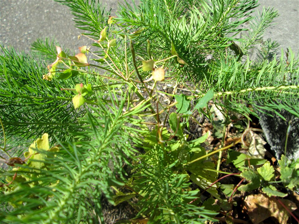 Zypressen-Wolfsmilch (Euphorbia cyparissias) in Hockenheim-Talhaus