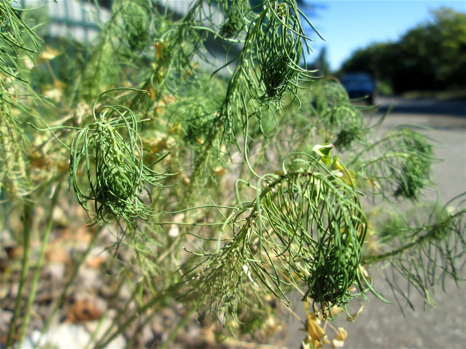 Zypressen-Wolfsmilch (Euphorbia cyparissias) in Hockenheim-Talhaus
