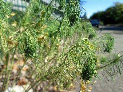 Zypressen-Wolfsmilch (Euphorbia cyparissias) in Hockenheim-Talhaus