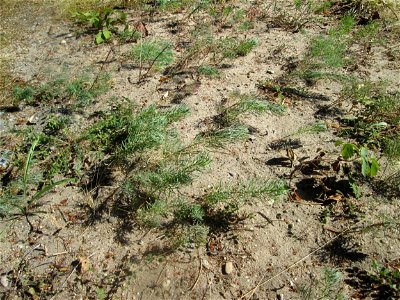 Zypressen-Wolfsmilch (Euphorbia cyparissias) an der Böschung der A6 in der Schwetzinger Hardt - an diesem Abschnitt bietet der Autobahnrand eine binnendünenartige Situation