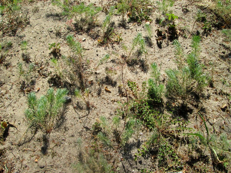 Zypressen-Wolfsmilch (Euphorbia cyparissias) an der Böschung der A6 in der Schwetzinger Hardt - an diesem Abschnitt bietet der Autobahnrand eine binnendünenartige Situation