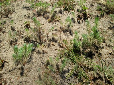 Zypressen-Wolfsmilch (Euphorbia cyparissias) an der Böschung der A6 in der Schwetzinger Hardt - an diesem Abschnitt bietet der Autobahnrand eine binnendünenartige Situation