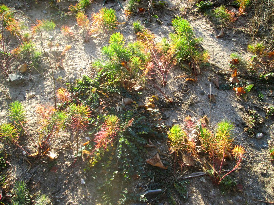 Zypressen-Wolfsmilch (Euphorbia cyparissias) an der Böschung der A6 in der Schwetzinger Hardt - an diesem Abschnitt bietet der Autobahnrand eine binnendünenartige Situation