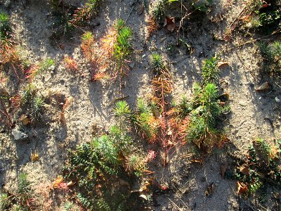 Zypressen-Wolfsmilch (Euphorbia cyparissias) an der Böschung der A6 in der Schwetzinger Hardt - an diesem Abschnitt bietet der Autobahnrand eine binnendünenartige Situation