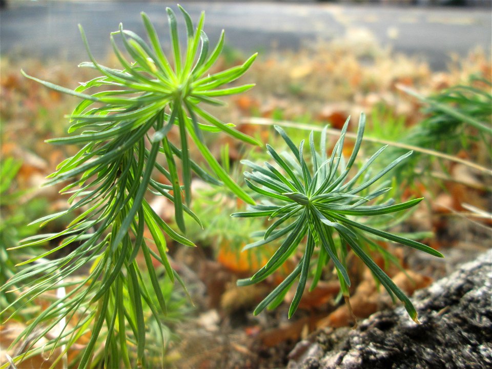 Zypressen-Wolfsmilch (Euphorbia cyparissias) in St. Ingbert