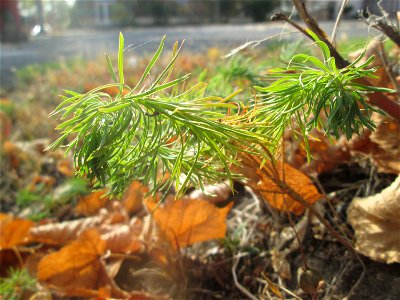 Zypressen-Wolfsmilch (Euphorbia cyparissias) in St. Ingbert