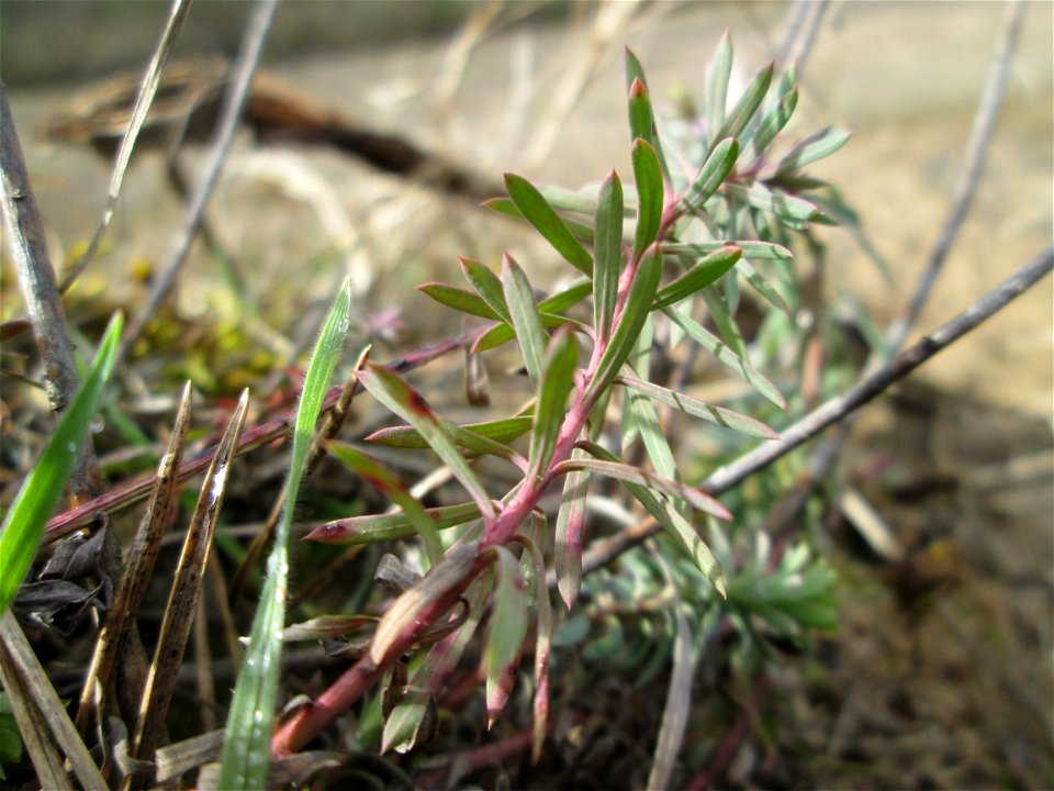 Zypressen-Wolfsmilch (Euphorbia cyparissias) an der Düne der ehem. Ostkurve in der Schwetzinger Hardt