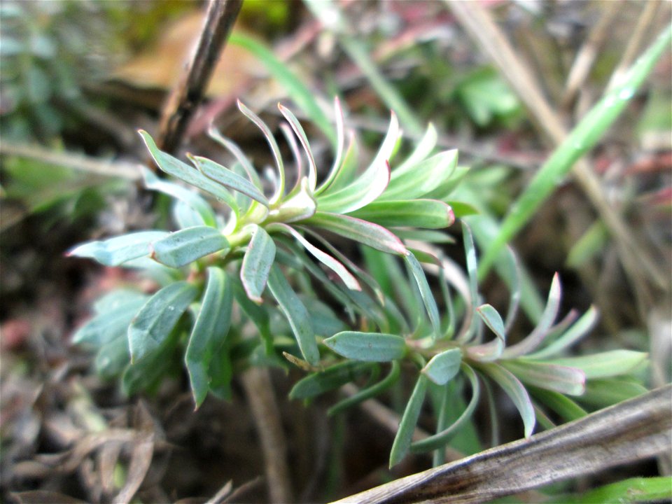 Zypressen-Wolfsmilch (Euphorbia cyparissias) an der Düne der ehem. Ostkurve in der Schwetzinger Hardt
