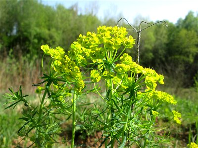Zypressen-Wolfsmilch (Euphorbia cyparissias) im Steinbachtal bei Saarbrücken
