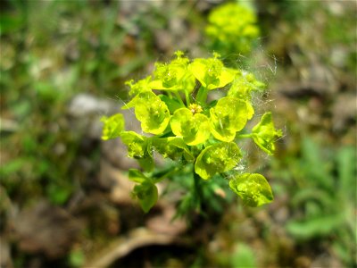 Zypressen-Wolfsmilch (Euphorbia cyparissias) im Steinbachtal bei Saarbrücken