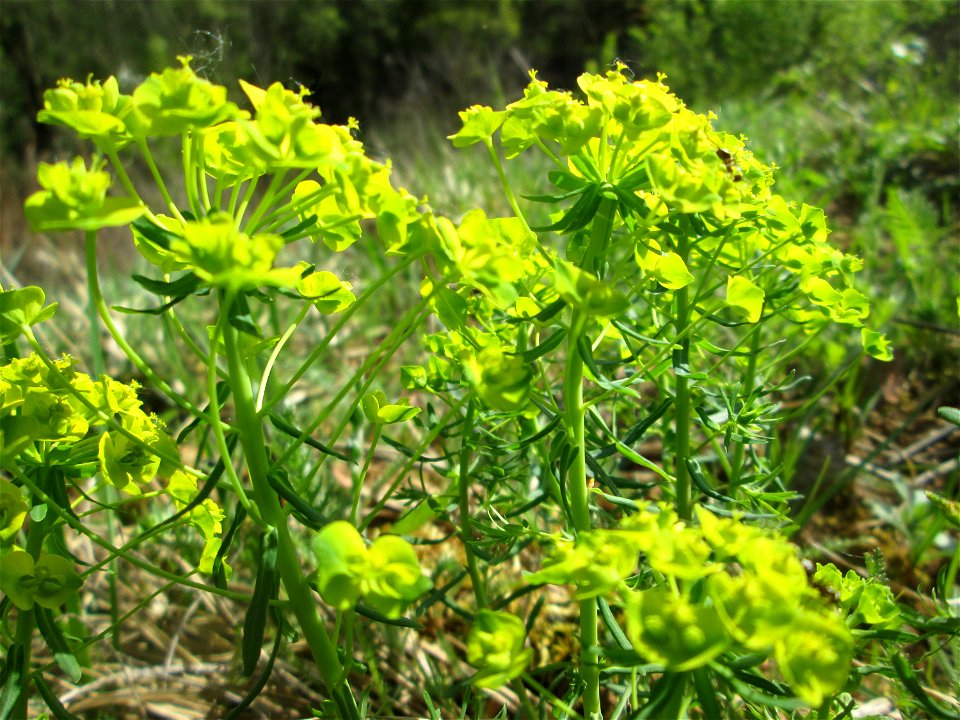 Zypressen-Wolfsmilch (Euphorbia cyparissias) im Steinbachtal bei Saarbrücken