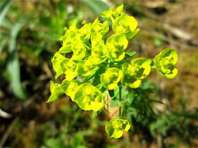 Zypressen-Wolfsmilch (Euphorbia cyparissias) im Steinbachtal bei Saarbrücken