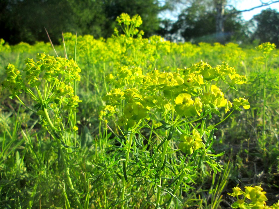 Zypressen-Wolfsmilch (Euphorbia cyparissias) auf einer Streuobstwiese in Hockenheim