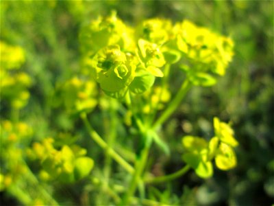 Zypressen-Wolfsmilch (Euphorbia cyparissias) auf einer Streuobstwiese in Hockenheim