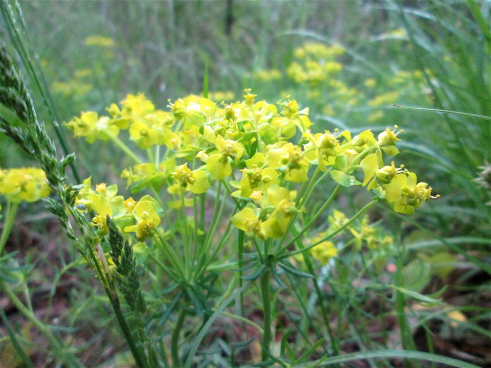 Zypressen-Wolfsmilch (Euphorbia cyparissias) im Landschaftsschutsgebiet „Saalbachniederung“ bei Hambrücken
