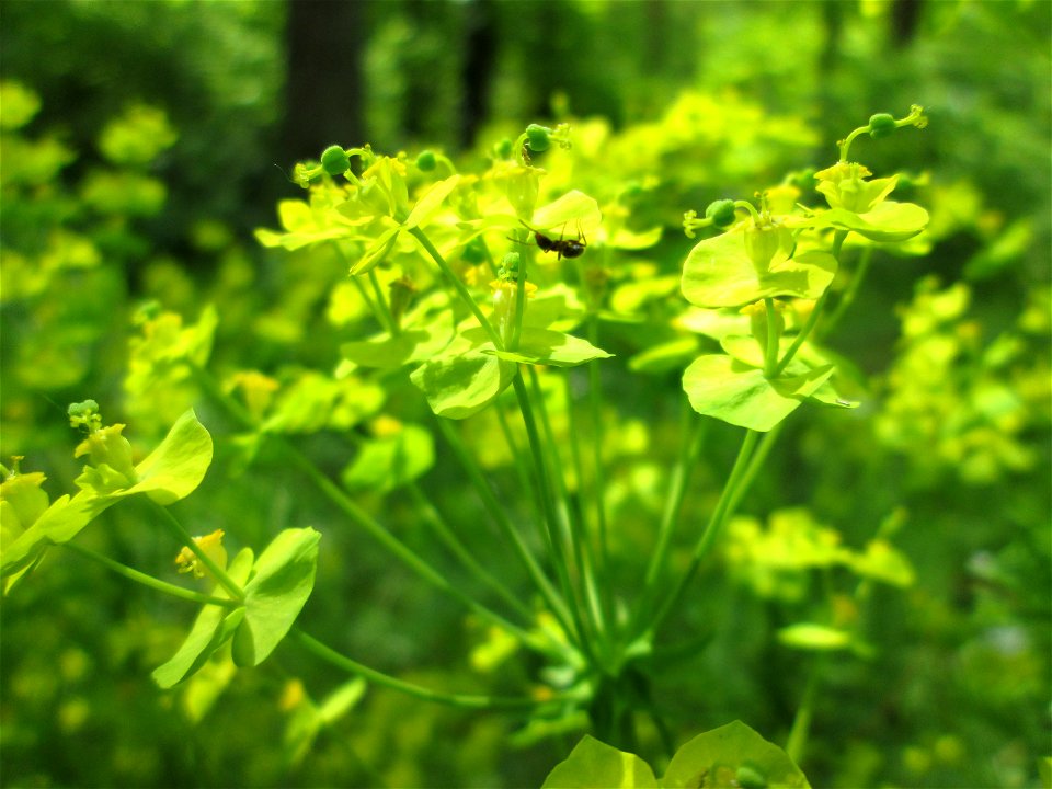 Zypressen-Wolfsmilch (Euphorbia cyparissias) in der Schwetzinger Hardt